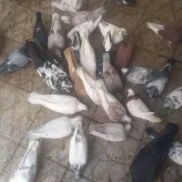 با سلام چند جفت کبوتر بفروش میرسد