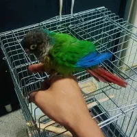 طوطی گرینچیک