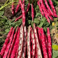 بذر لوبیا چیتی ترکیه