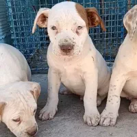 توله پیتبول