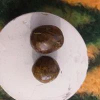 جفت مهره شجرپاییزی