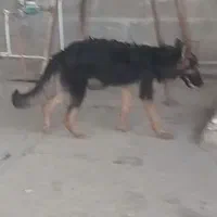 یه قلاده ماده هفت ماهه ژرمن شولاین|سگ|بندر امام خمینی, |دیوار