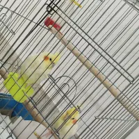 جفت عروس هلندی دستی|پرنده|مهاباد (آذربایجان غربی), |دیوار