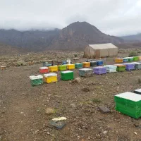 فروش زنبور عسل