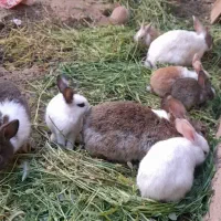 خرگوش|موش و خرگوش|خواف, |دیوار