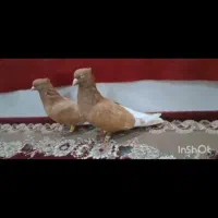 سلام یک جفت دم سفید|پرنده|رامشیر, |دیوار