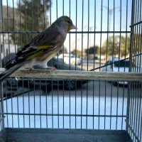 سره قناری مست|پرنده|کهریزک, |دیوار