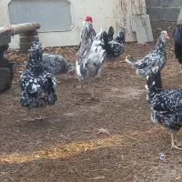 فروش تخم نطفه دار گلین|حیوانات مزرعه|اسلام‌شهر, شاطره|دیوار