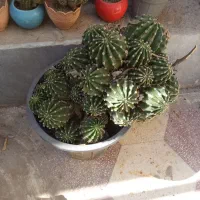 کاکتوس شاداب