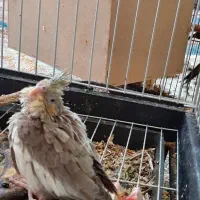 پرنده عروس پاریس ۷ عدد|پرنده|اهواز, کوی بشارت|دیوار