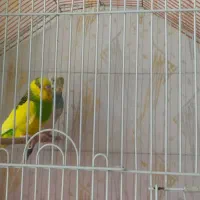 یک جفت مرغ عشق