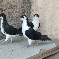 کفتر بوم ساده کلاغدم سیاه پاک  5 تا صید دونه ای100|پرنده|مشهد, حجاب (شهرک غرب)|دیوار