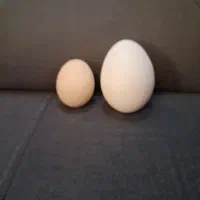 تخم غاز و تخم مرغ محلی و ارگانیک