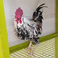 خروس و نیمچه گلین