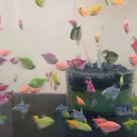 انواع ماهی.عمده و خرده|ماهی|هشتگرد, شهرک اقدسیه|دیوار