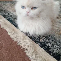 گربه پرشین|گربه|گناباد, |دیوار