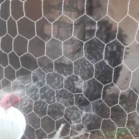 فروش مرغ ۹ ماهه  آمروک به شرط تخم و کرچ
