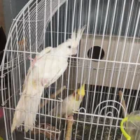 یک جفت عروس هلندی مولد