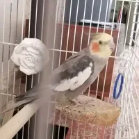 عروس هلندی 5ماهه نر