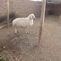 میش دورگ|حیوانات مزرعه|بردسیر, |دیوار