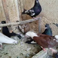 کبوتر