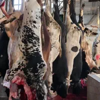 قصاب هستم ذبح دام.سبک وسنگین
