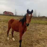 اسب ترکمن سن .1.5