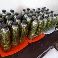 خیار شور