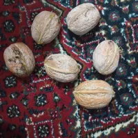 گردوخوب|عمده‌فروشی|جوانرود, |دیوار