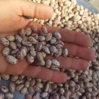 لوبیا چیتی درجه یک