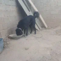 سگ‌‌ نگهبانی‌|سگ|صوفیان, |دیوار