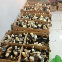 نیمچه و سه روزه