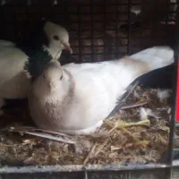 کفتر   و یک عدد اسباب بازی