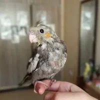 جوجه عروس هلندی نرمه خور|پرنده|شیراز, شهرک والفجر|دیوار