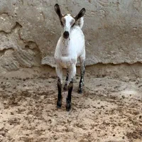 خوشگل و نا|حیوانات مزرعه|تهران, ازگل|دیوار