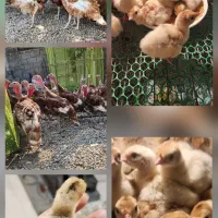 فروش جوجه بوقلمون برنز و بوربون|حیوانات مزرعه|بابل, |دیوار