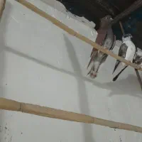 کبوتر کاکل|پرنده|قرق, |دیوار