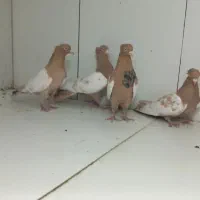 سینه زرد|پرنده|مشهد, عامل|دیوار