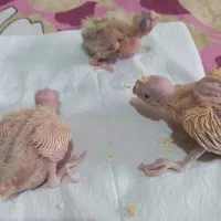 جوجه عروس|پرنده|اندیشه, اندیشه فاز ۱|دیوار