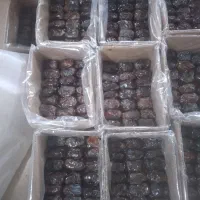 خرمای شهابی