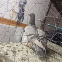 کبوتر|پرنده|قزوین, |دیوار