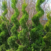 درختچه لاوسون|گل و گیاه طبیعی|اسلام‌شهر, شاطره|دیوار