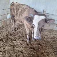 گاوگوساله نر
