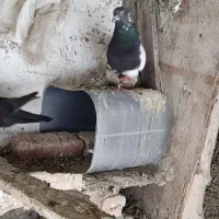 کبوتر سینه سیاه|پرنده|گنبد کاووس, |دیوار
