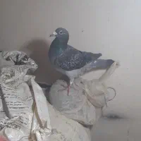 کفتر بدرنگ پلاکی