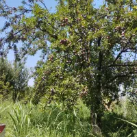 آلچا|خوردنی و آشامیدنی|میاندوآب, |دیوار