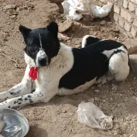 سگ آدم گیر|بدلیجات|اراک, |دیوار