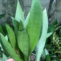 حراج به علت تغییر شغل|گل و گیاه طبیعی|ساری, |دیوار