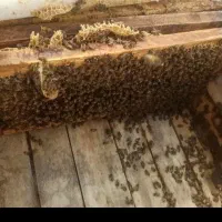 فروش بچ زنبور