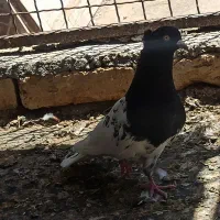 کله سیاه نر